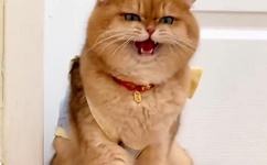 日本欧洲美国中国韩国亚